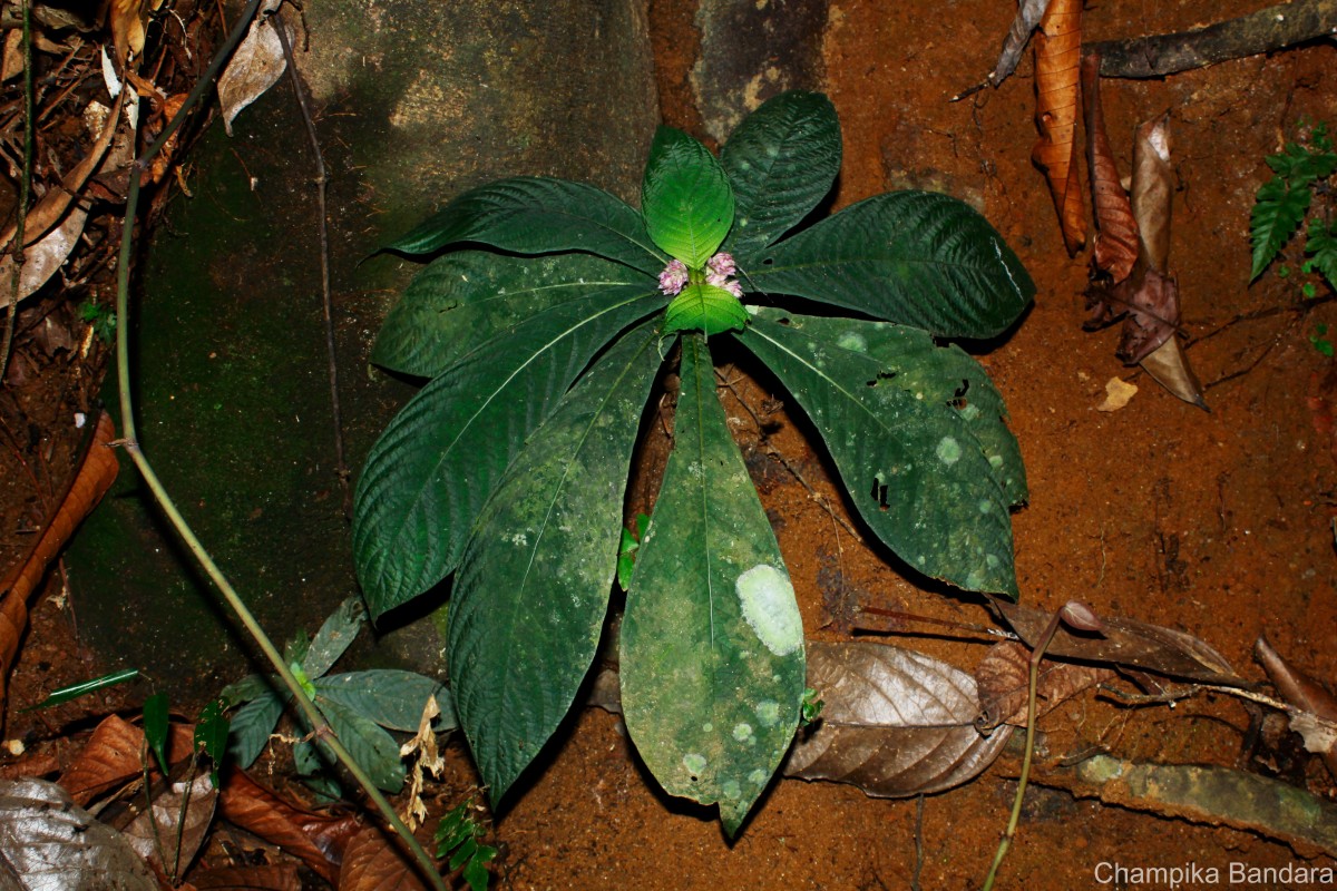 Neurocalyx calycinus (R.Br. ex Benn.) B.L.Rob.